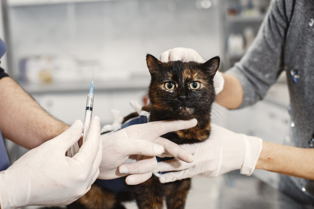 Vet gives an injection of pussy after surgery